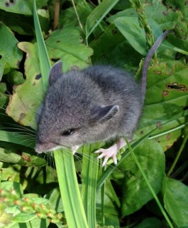 white footed deer mouse