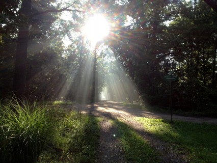 Sunrays in the Woods 1
