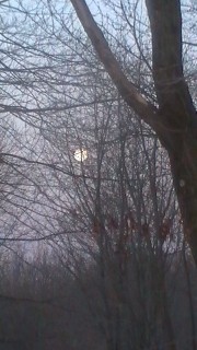 Full Moon in Daylight 12-11-2011