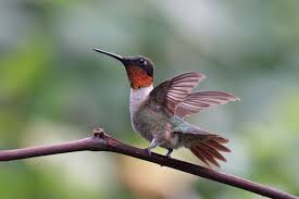 hummingbird-LA