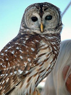 barred owl